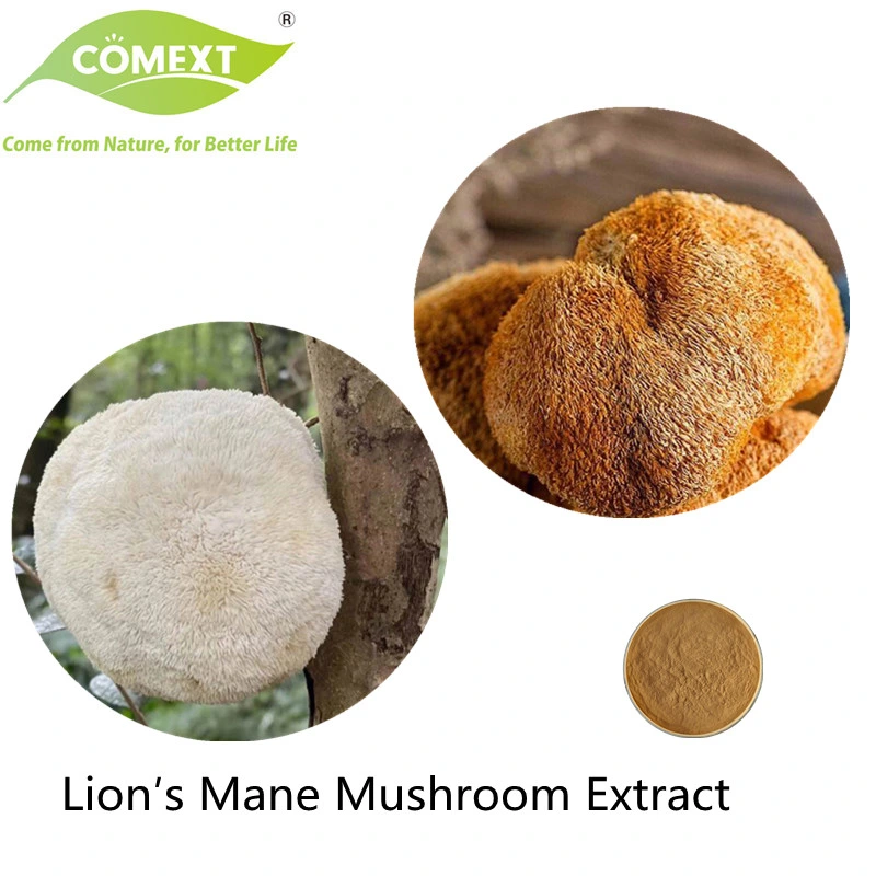 Comext Best Price Hericium Erinaceus Mushroom Plant Extract Lion&prime; S Mane Extract Mushroom Herbal Powder with Water Soluble for Immunity