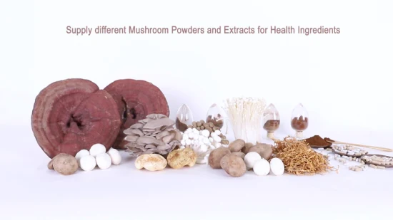 Organic Lion′ S Mane Mushroom Plant Extract Reishi Mushroom Ganoderma Lucidum Shiitake Cordyceps Mushroom Herbal Powder