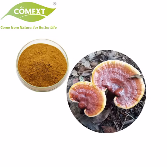 Organic Plant Herbal Extract Ganoderma Lucidum Mushroom Powder Reishi Mushroom Extract Ganoderma Mushroom